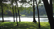 Trees and river